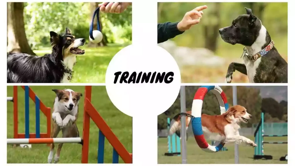Americans favorite pet Dog, Dog training, america dog training, pet dog training, dog training photo, happy hungry pets, pet dog, pet dog best friends