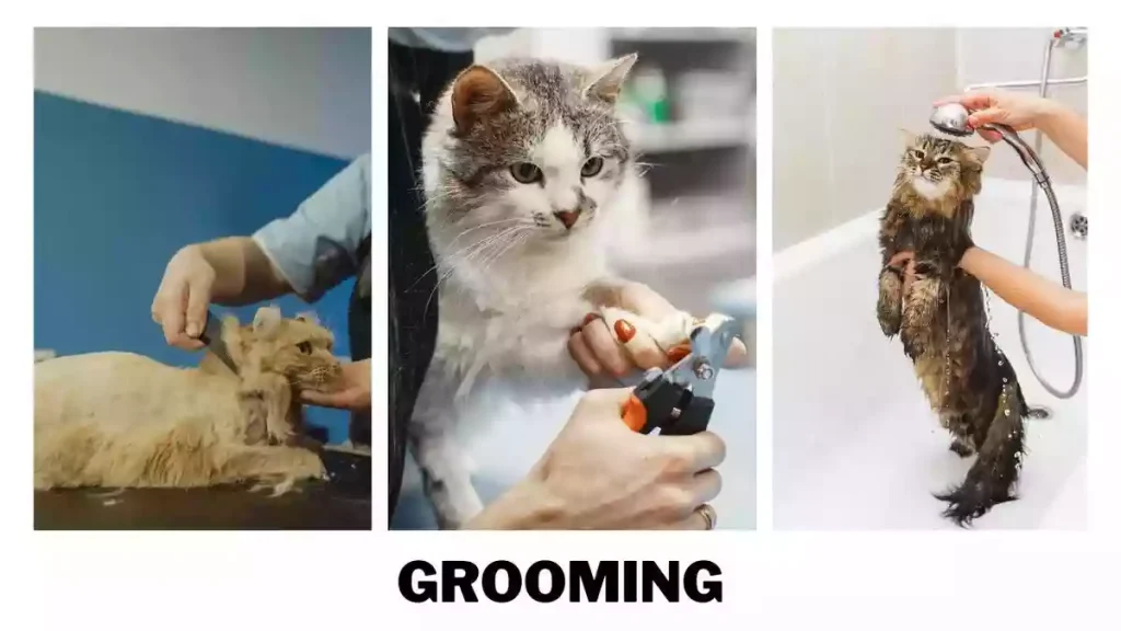 cat grooming, pet cat grooming, americas popular pet cat grooming, grooming tips and tricks, cat grooming details