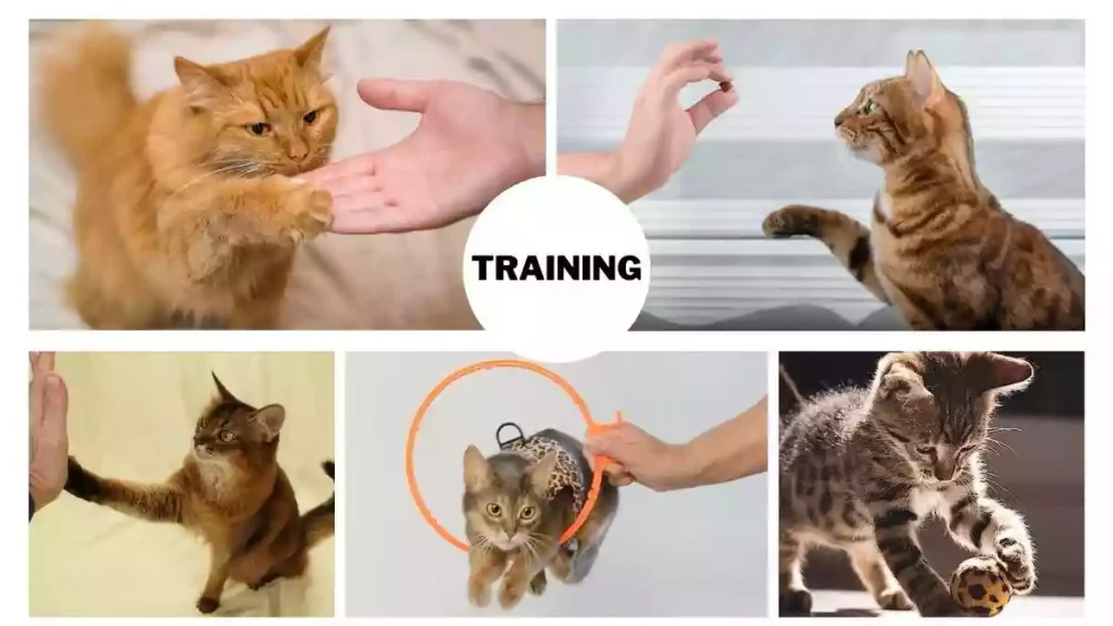 pet cat, cat, cat training, pet cat training, americas pet cat training, pet cat training photo, happy hungry pets