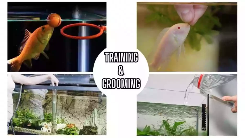 america's favorite pet fish, america's pet fish, america's fish training and grooming, all ages training and grooming 
