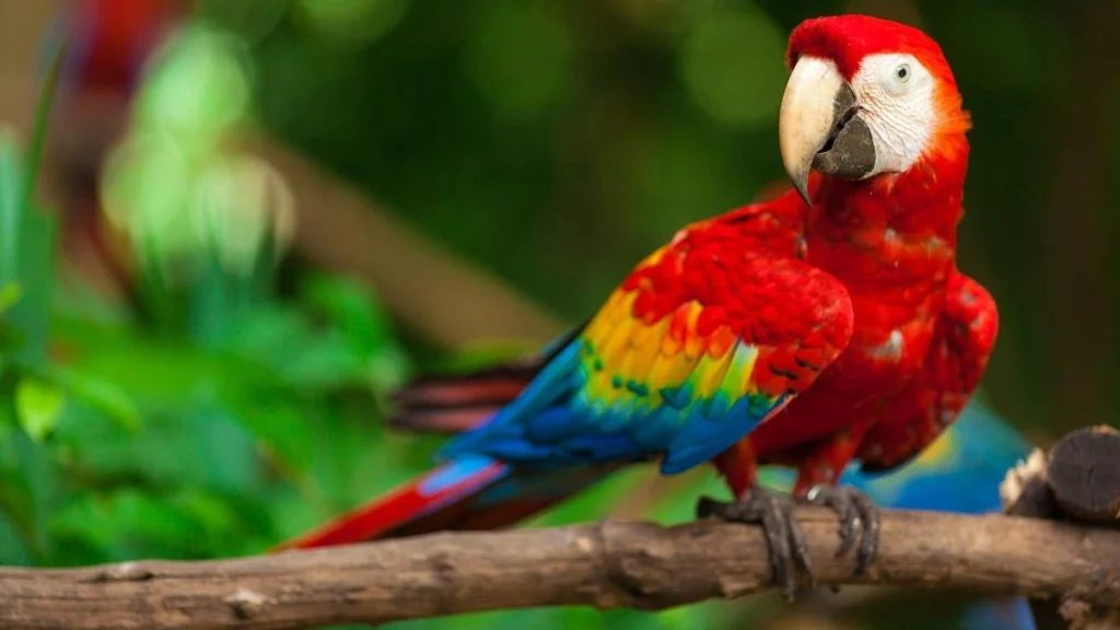 Macaw parrots, Macaw parrots details, Macaw parrots food, Macaw parrots photo, pet bird Macaw parrots, happy hungry pets