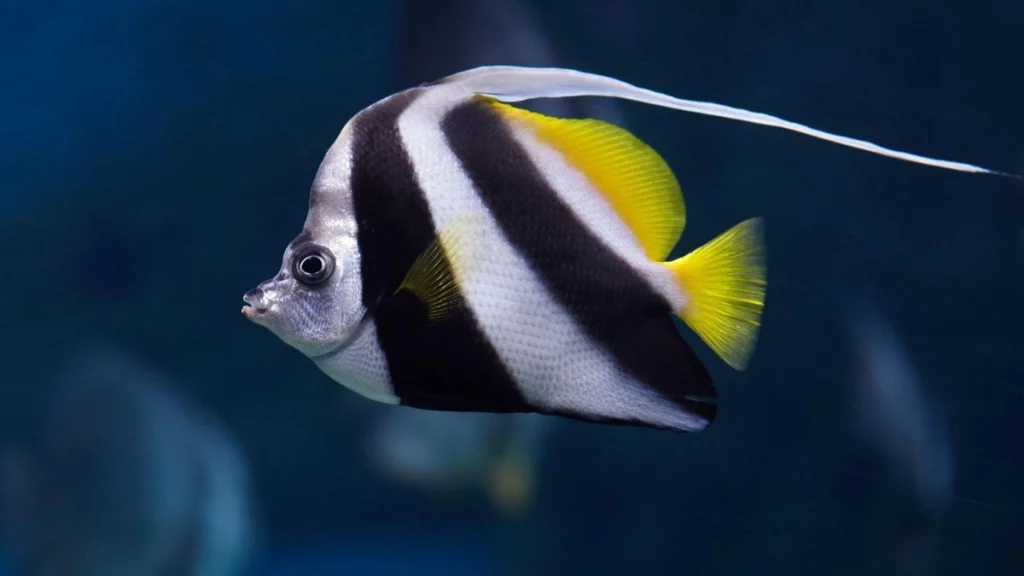 pet Fish, Angelfish, Angelfish food, Angelfish photo, happy hungry pets