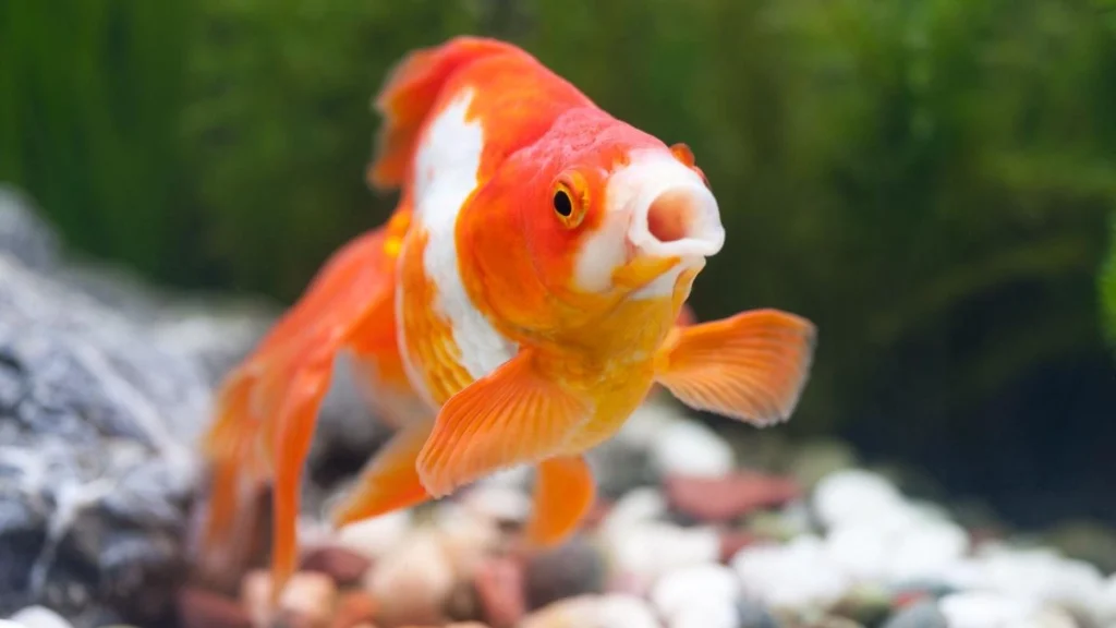 America's Favorite Pet , Gold Fish, Gold Fish photo, Gold Fish details, Gold Fish information, america's popular Gold Fish, Pet Fish