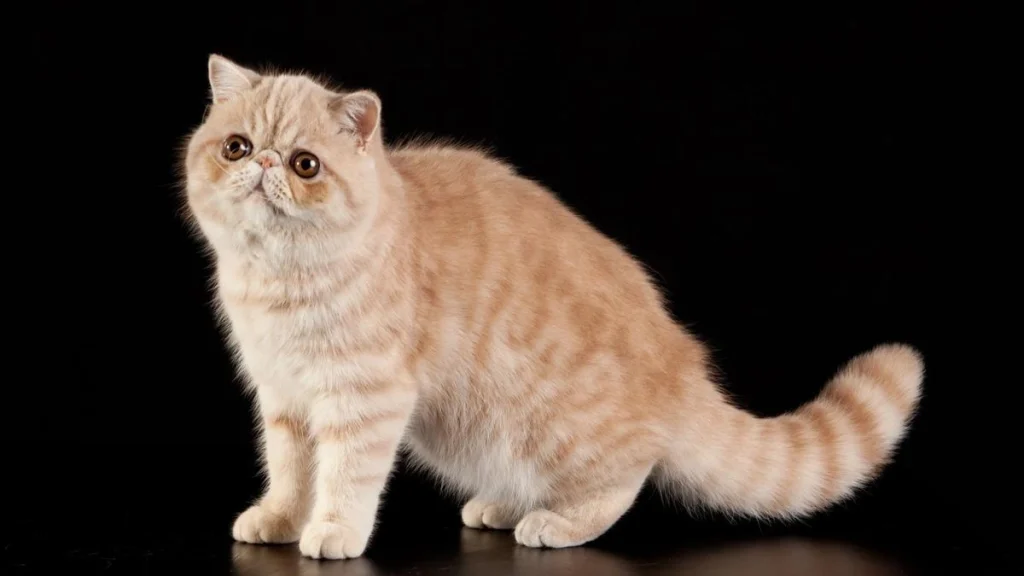 Exotic Shorthair, Exotic Shorthair cat breed , Exotic Shorthair photo, americas Exotic Shorthair , pet cat Exotic Shorthair, Exotic Shorthair food, Exotic Shorthair details, Exotic Shorthair information, happy hungry pets