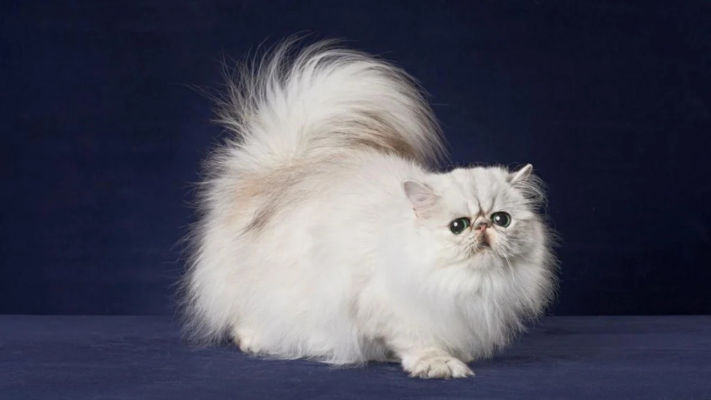 Most popular Cat in America Persian Cat, america persian cat, persian cat, white persian cat