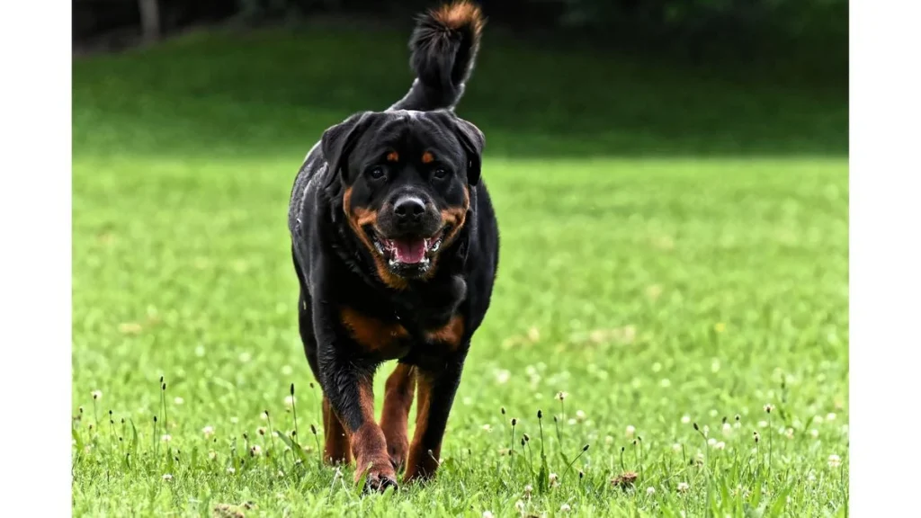 Rottweiler, Rottweiler dog breed, american Rottweiler, americans popular dog breed Rottweiler, Rottweiler dog breed all information, Rottweiler dog breed all details, Rottweiler dog breed food, happy hungry pets