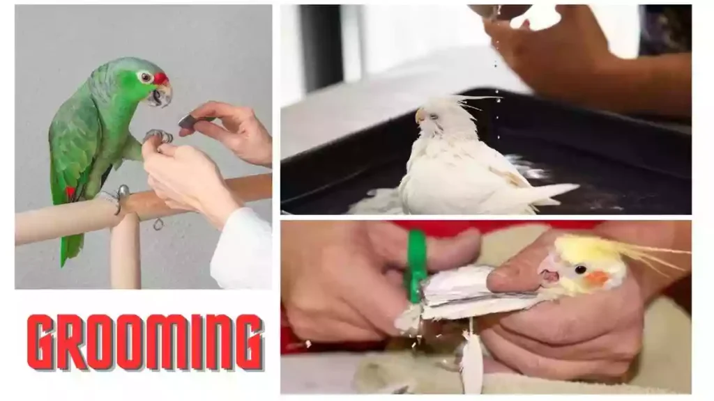 Pet bird grooming, americas popular pet bird grooming, bird grooming