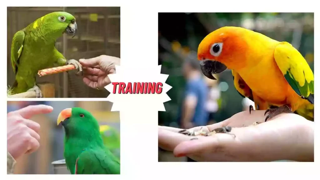 pet bird training, americas popular pet bird training, bird training