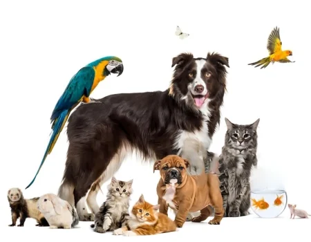 Pets in america, Pets in america a look at the growung trend, pets information 2023, pets survey in america, america pets survey, america having pets, pets in america 2023