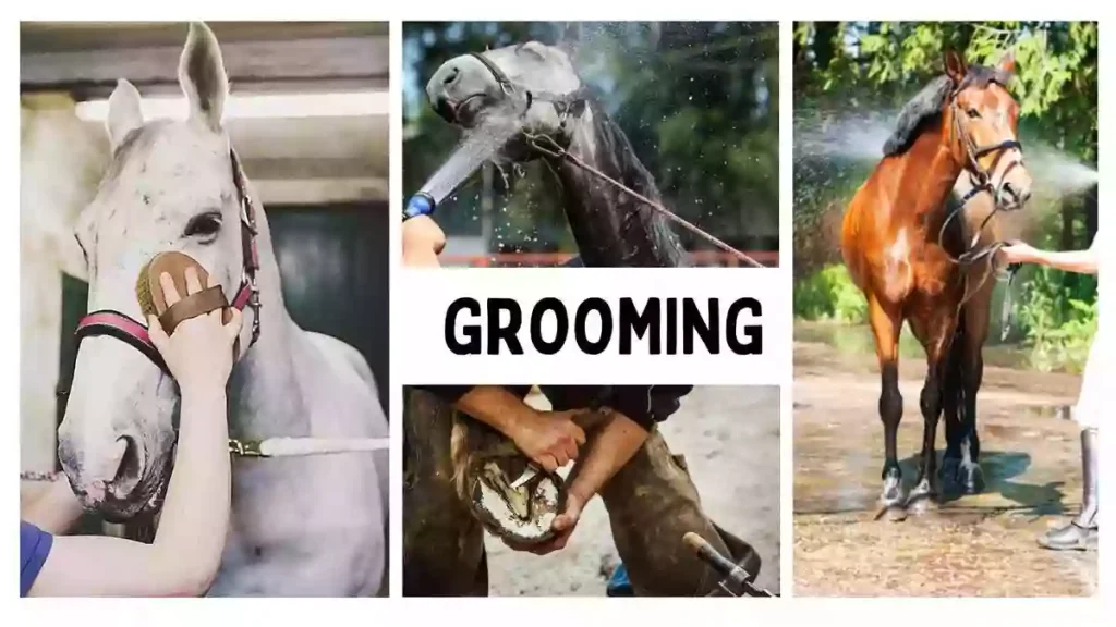 America’s Pet Horse grooming, pet horse grooming, pet horse additional grooming, americas pet horse grooming tips, horse grooming