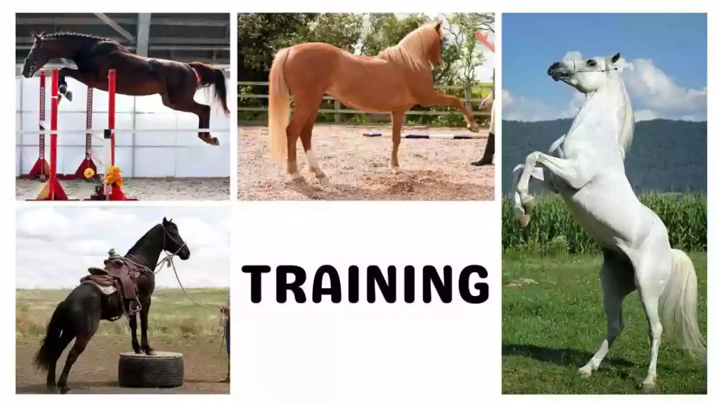 America’s Fav Pet Horse, pet horse, america's pet horse training, pet horse training, pet horse additional tips for training, horse training tips and tricks