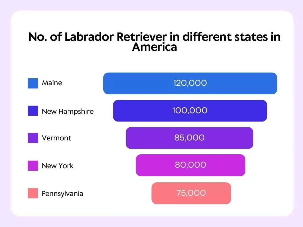 Labrador Retriever numbers, Labrador Retriever numbers in different states in america, top 5 states with most number of Labrador Retriever, Labrador Retriever numbers in america