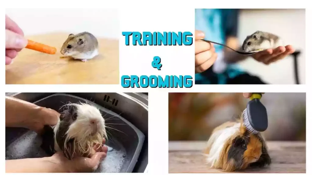 Small Animals, small pet animals, americans small animals training, small animals training and grooming, small pet animals training and grooming