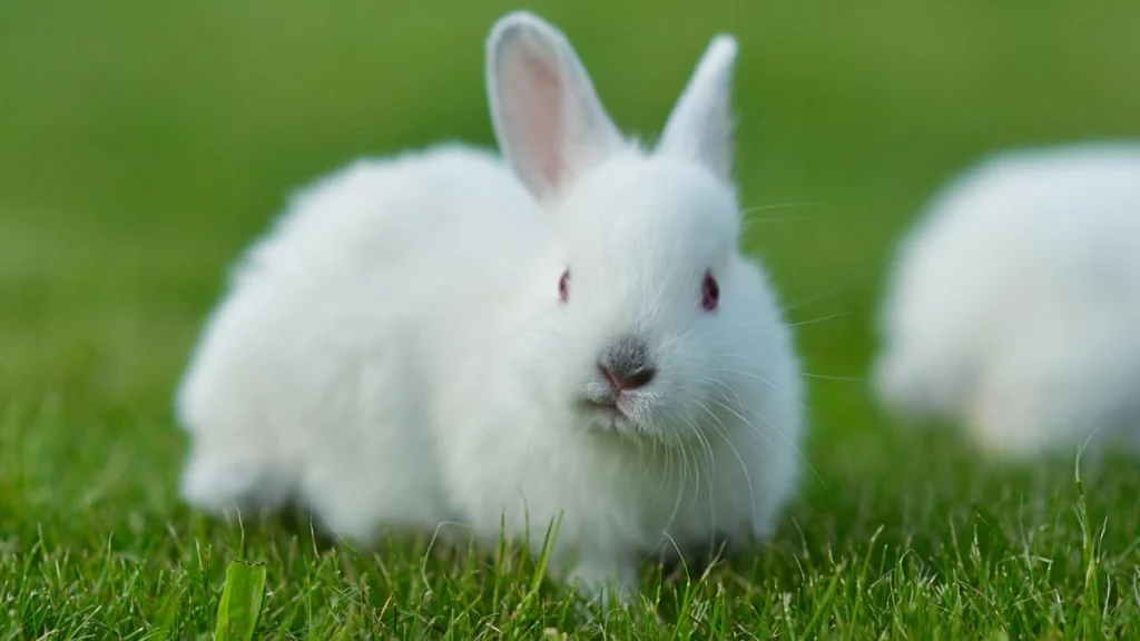 Rabbit, small pets animal Rabbit, Rabbit photo, Rabbit details, Rabbit food, Rabbit training and grooming, americans Rabbit