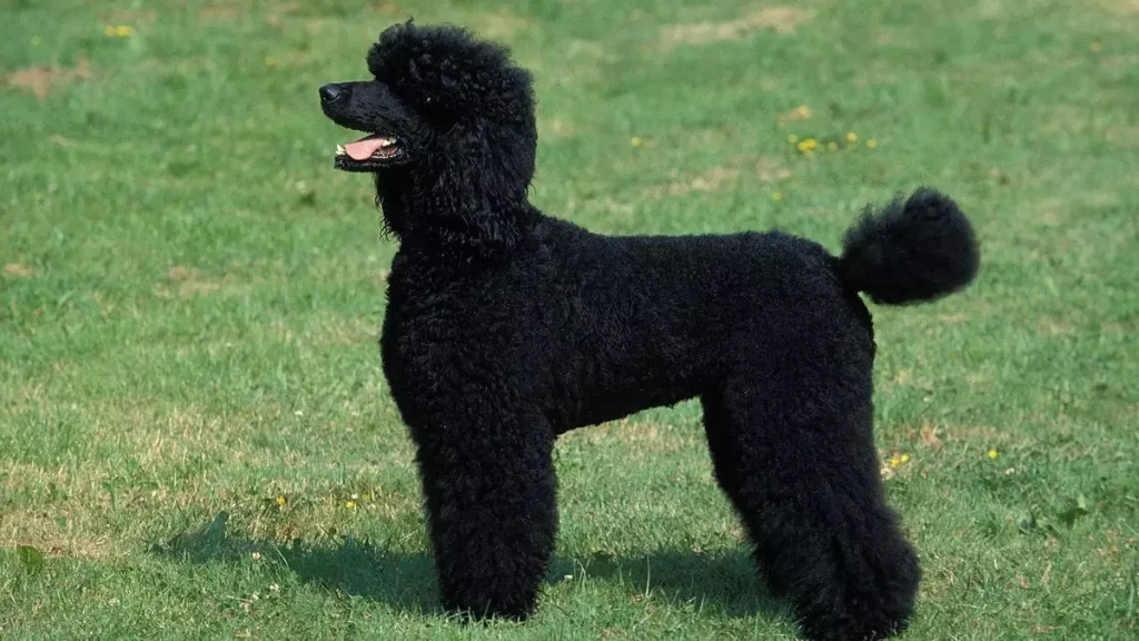 Black Colors Poodle, Poodles Black Colors Photo, Black Poodle