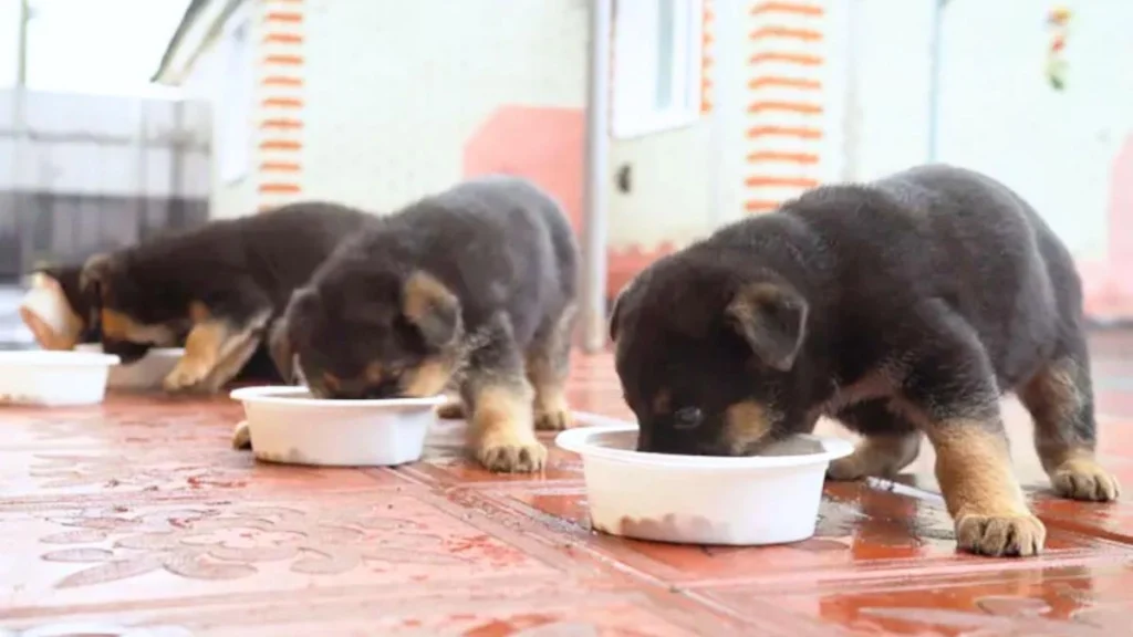GermanShepherd Puppies food, GermanShepherd puppies feeding, GermanShepherd puppies eating food