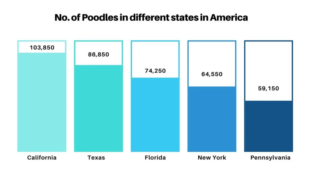 poodles states of america, no of poodle in america, poodle bar chart, poodle number bar chart, poodle bar chart in america, poodle in america