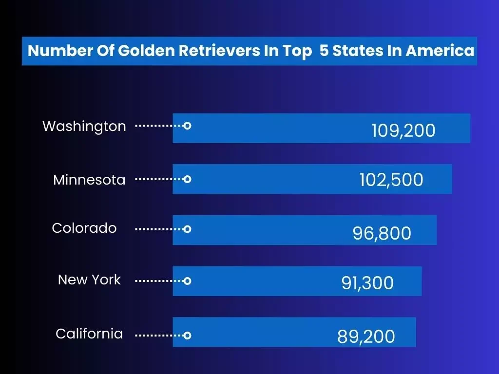 Number Of Golden Retrievers In Top 5 States In America, golden retriever number in different american states, golden retriever numbers in america, american owning golden retriever