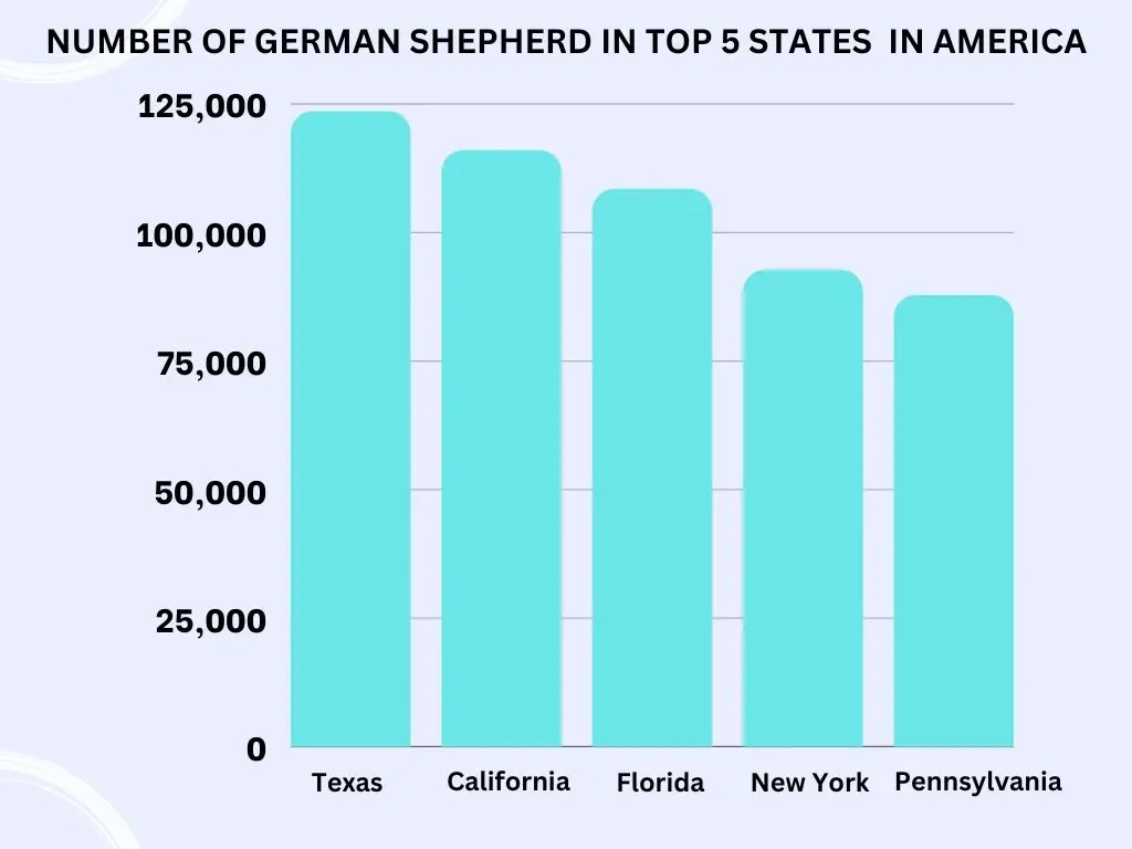 Number of GermanShepherds in top 5 states in america, GermanShepherds in america, GermanShepherds number of america, top states in america GermanShepherds