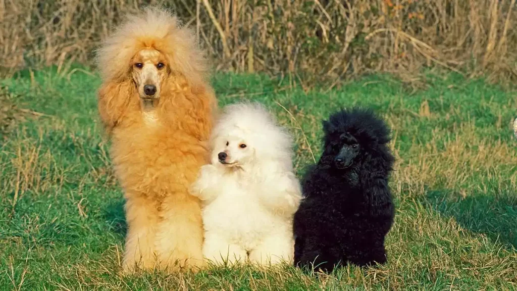 Poodles Coat And Colors, different type of poodles, poodles different colors, poodle different coat