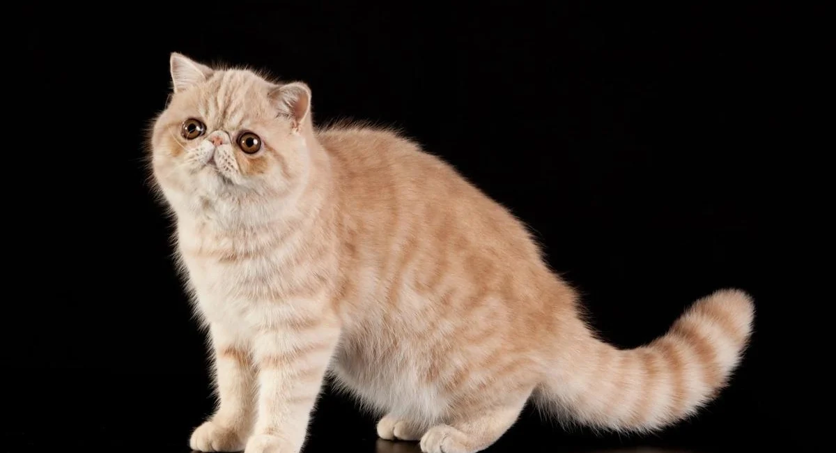 Exotic Shorthair The Exotic Beauty Of The Cat World, Exotic Shorthair cat breed, most popular cat breed Exotic Shorthair, Exotic Shorthair details, Exotic Shorthair history, Exotic Shorthair blog, Exotic Shorthair article, Exotic Shorthair lifespan, Exotic Shorthair everything you need to know