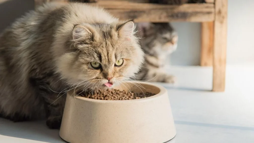 Persian Cats Feeding, Persian Cats Food, Persian Cat Food Eating, Persian Cat Eating, Persian cat's diet, Avoidable food for Persian cats