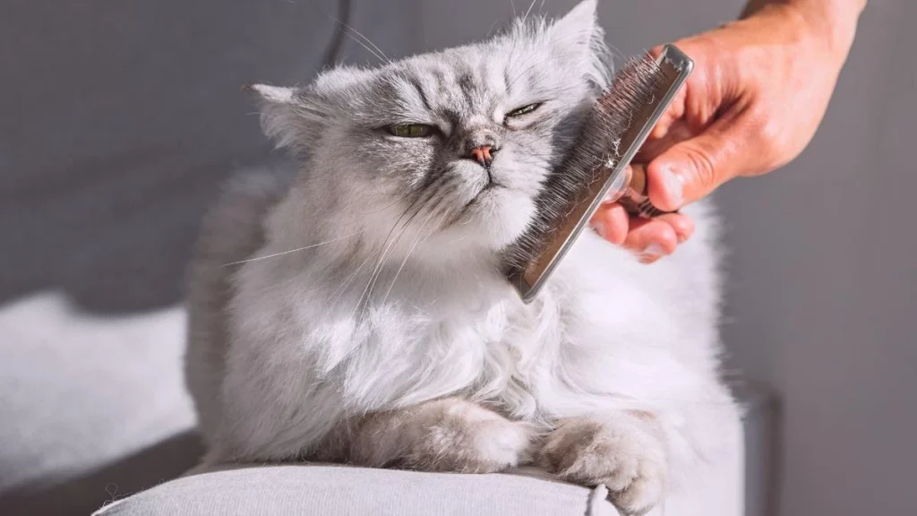 Persian Cat Grooming, Persian Cats Training and Grooming, Persian Cat Grooming Details, Persian Cats Grooming Tips