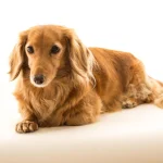 The Complete Dachshund Guide History, Food, Training, Dachshund, Dachshund dog breed, americans Dachshund, americans popular dog breed Dachshund, Dachshund americans dog , Dachshund details, Dachshund photo, Dachshund information, Dachshund best friends, happy hungry pets, Dachshund Spending, Dachshund Pros and cons, Dachshund Food, Full Details About Dachshund, Dachshund Article, Dachshund Blog