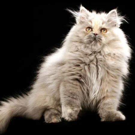 Persiancats blog post, persiancats article, know about persiancats, persian the royalty of the cat world, popular cat breed persian cat, persian cat lifespan, persian cat colors, persian cat spending, persian cat in america, persian cat breed, persian cat spending