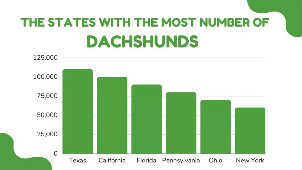 The states with the most number of Dachshunds, Dachshunds owner survey, Dachshunds in america, Survey on Dachshunds, Most Sates Owning Dachshunds