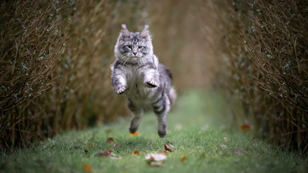 MaineCoon Pic, mainecoon jumping photographi