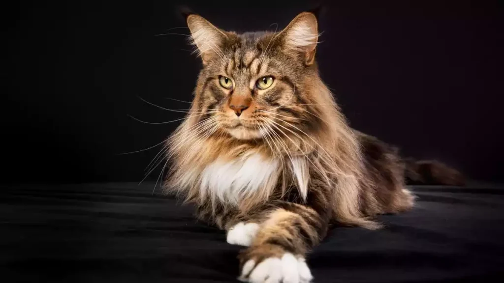 Maine Coon Personality, Health & Care, maine coon personality, maine coon health, maine coon care