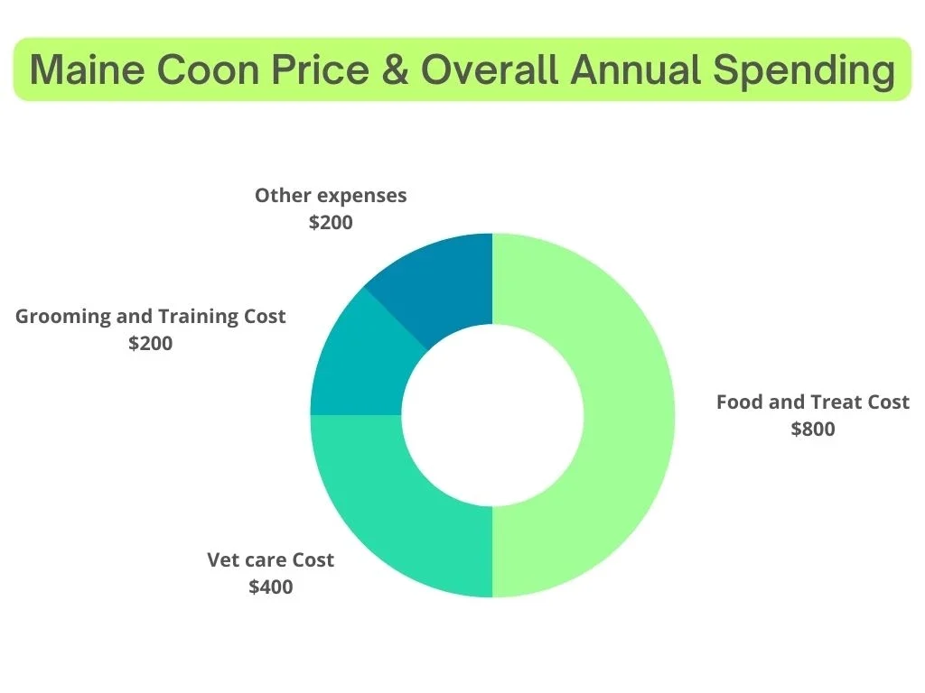 Maine Coon Price & Overall Annual Spending , maine coon spending, maine coon annual spending, maine coon price and spending, maine coon cost, Food and treat cost, Vet care cost, Grooming & Training cost, Other expenses