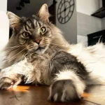 Maine Coon The Majestic Gentle Giants Of The Cat World, Maine Coon blog post, Maine Coon article, Maine Coon pros and cons, Maine Coon fun fact, Maine Coon food, Maine Coon blog article
