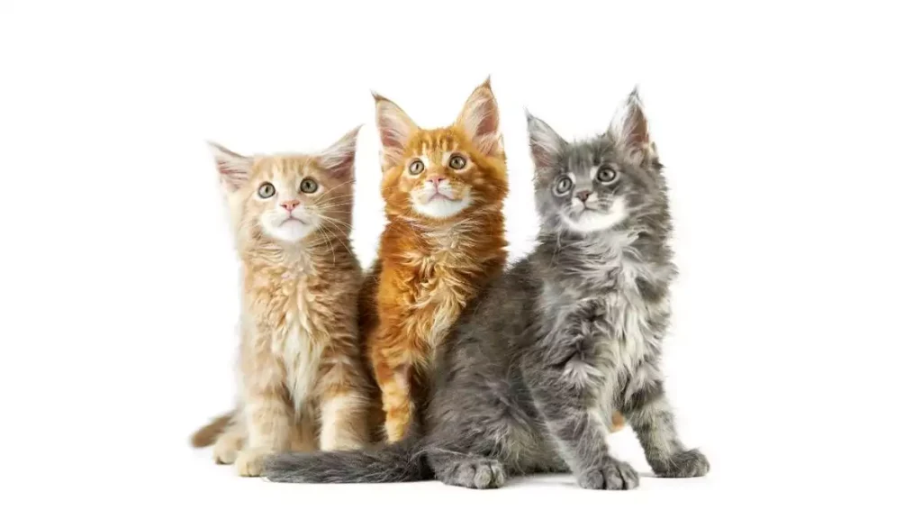 Three maine coons colors, different type of maine coons, maine coons colors 