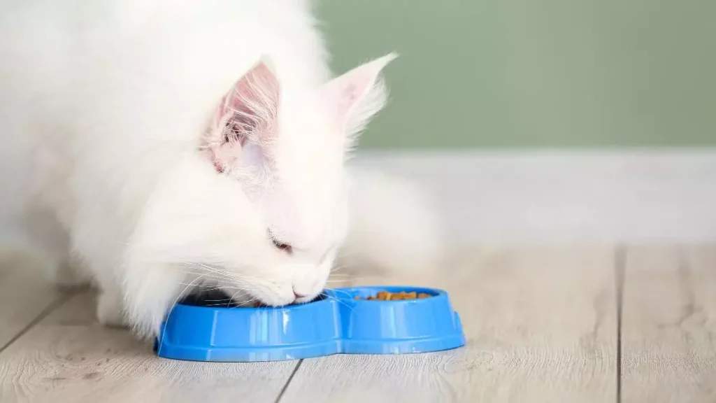 white maine coon eating food, maine coon feeding, maine coon food eating, maine coon food