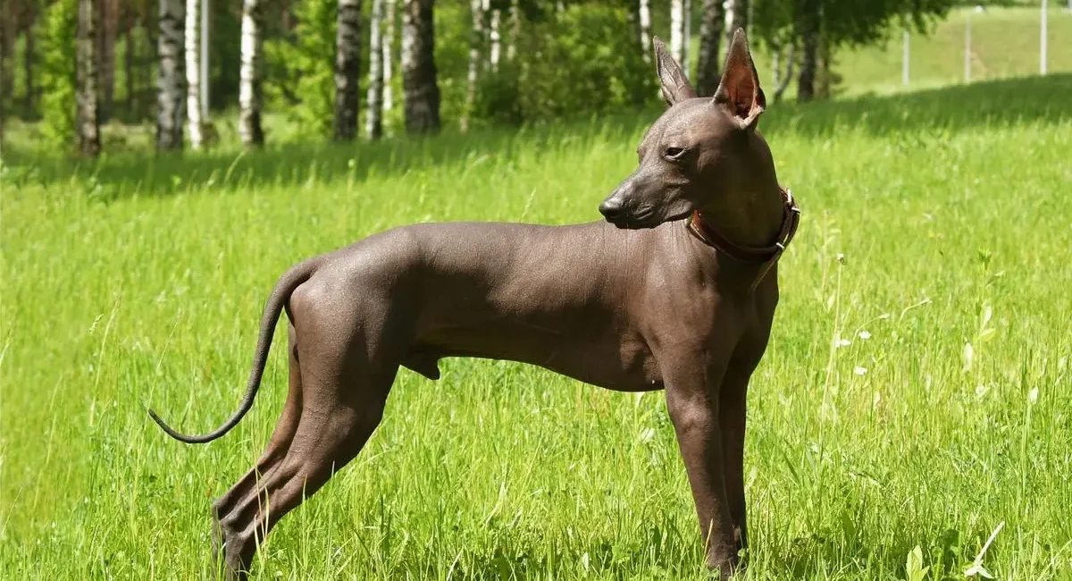 14 Rare Dog Breeds You Want To Know About, Rare Dog Breeds, Top 14 Rare Dog Breeds, Top Rare Dog Breeds List, Rare dog breeds list, Unique Dog Breeds List, Unique Dog Breeds 2024, Most Popular Dog Breeds 2024, unique dog breeds list, 14 unique dog breeds