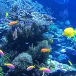 50+ Unique Fish Names With Photo And Basic Description, Unique Fish Names With Photo And Basic Description, Unique Fish Names, Unique Fish, top unique fish, fish name with photo and basic description