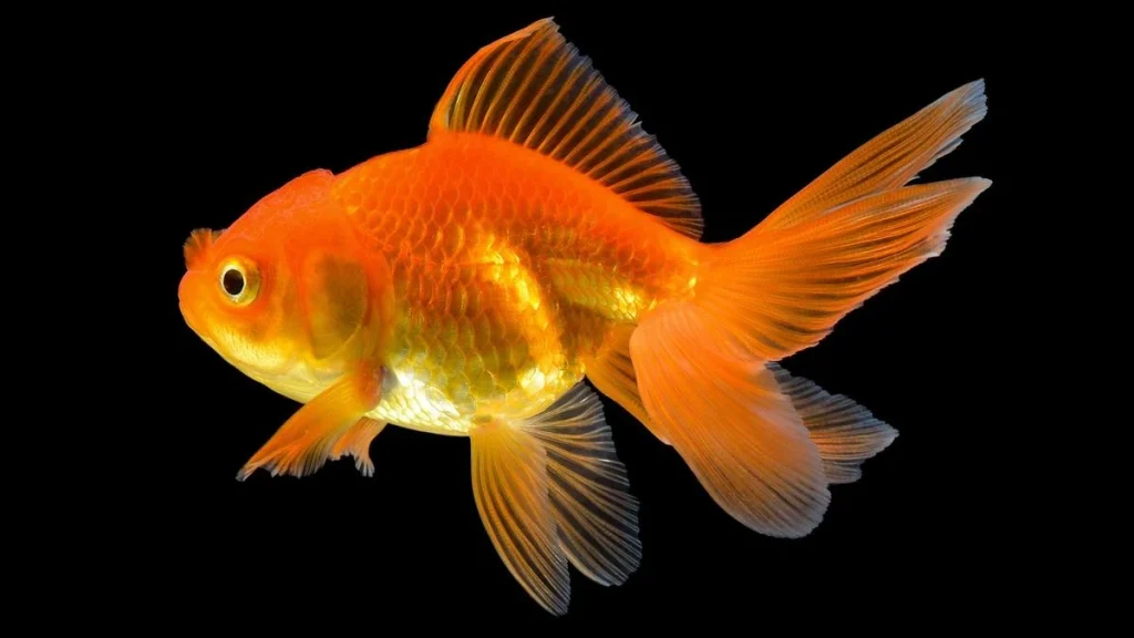 Fresh Water Unique Fish Gold Fish, Fresh Water Unique Fish, Gold Fish, Gold Fish Photos