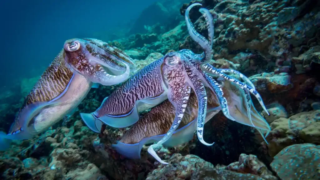 Marine Invertebrates Cephalopods, Cephalopods Photo With Meta Description