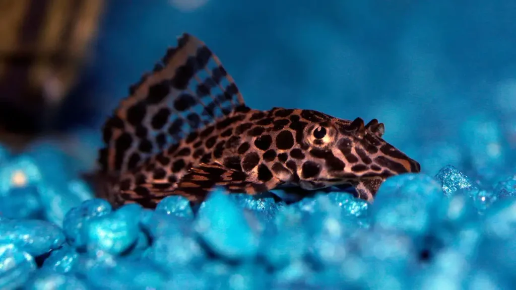 Tropical Unique Fish Plecostomus, Plecostomus Photo With Meta Description