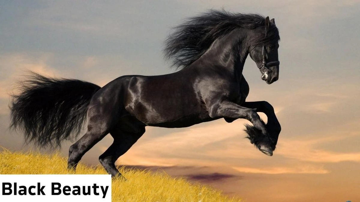 Famous Horses In History Black Beauty Horse, Black Beauty Horse, Black Beauty Horse Details, Black Beauty Horse Photo