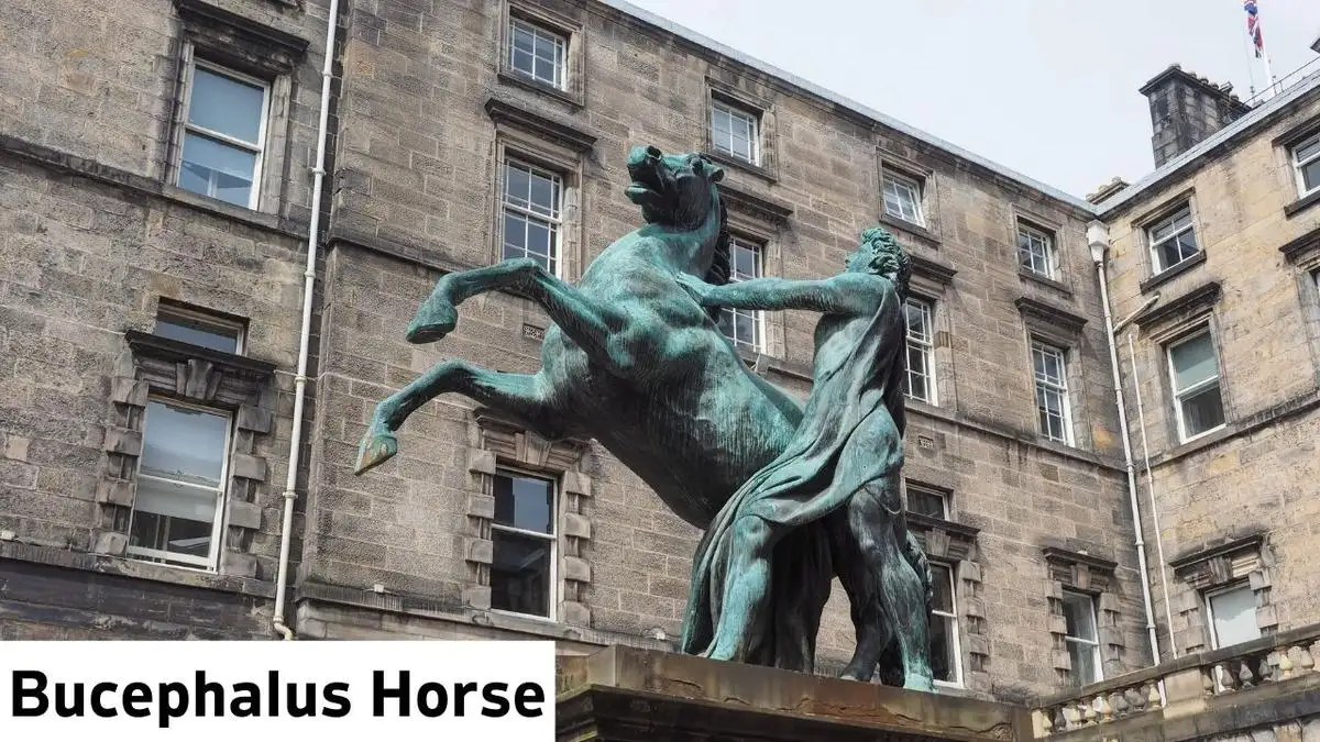 Famous Horses In History Bucephalus Horse, Bucephalus Horse, Bucephalus Horse Information, Bucephalus Horse Details