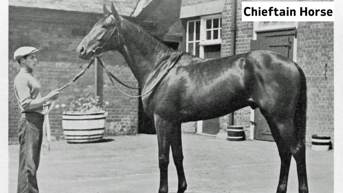 Famous Horses In History Chieftain Horse, Chieftain Horse Photo, Chieftain Horse History, Why Chieftain Horse So Popular, Chieftain Horse Meta Description