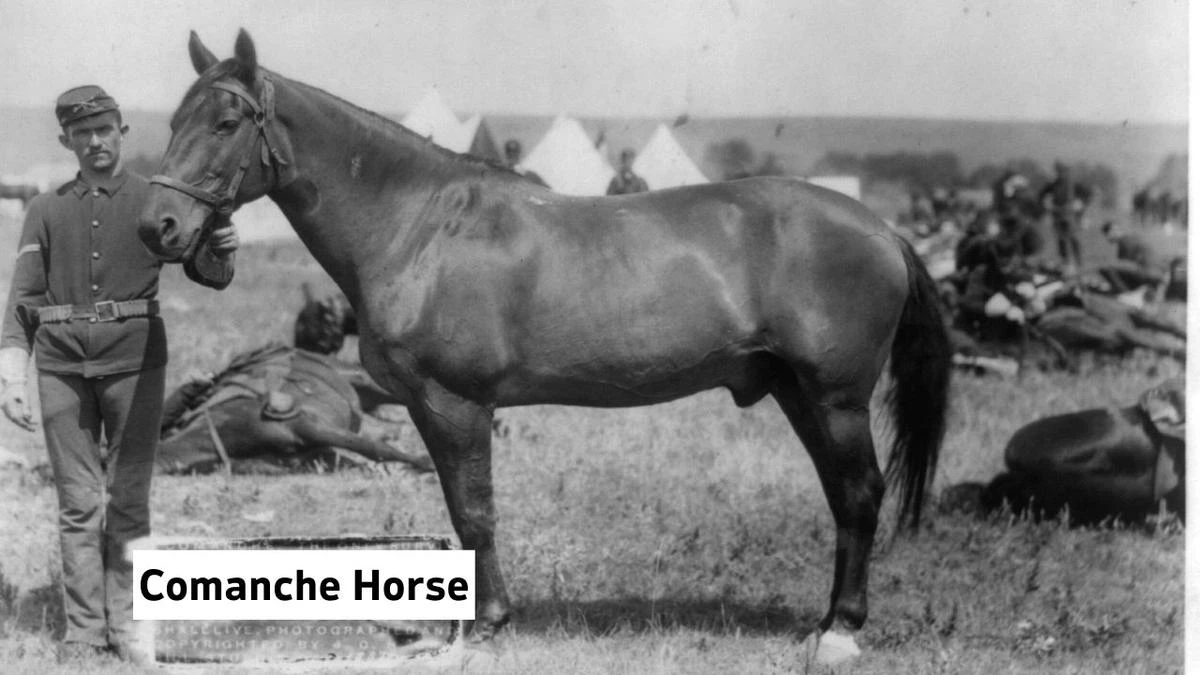 Famous Horses In History Comanche Horse, Comanche Horse Meta Description, Comanche Horse Information, Why Comanche Horse So Popular, Comanche Horse, Comanche Horse Photo