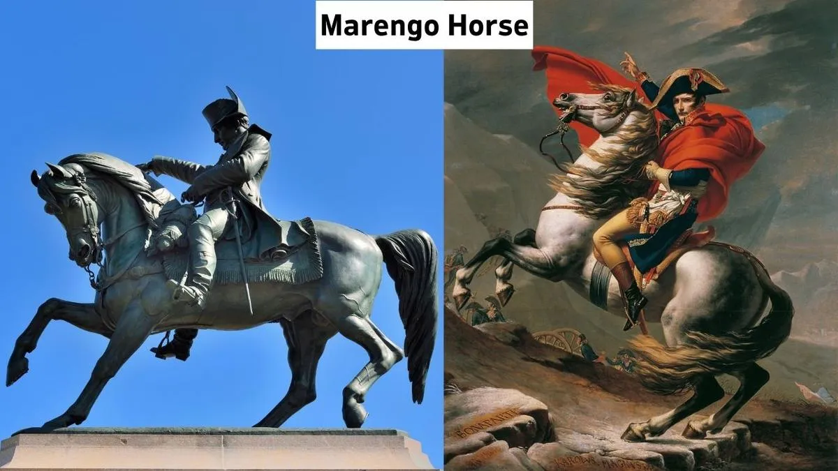 Famous Horses In History Marengo Horse, Marengo Horse History, Why Marengo Horse Is Popular, Marengo Horse Meta Description