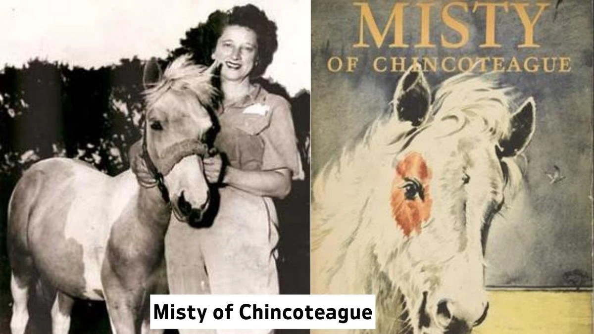 Famous Horses In History Misty Of Chincoteague, Misty Of Chincoteague Horse, Misty Of Chincoteague, Misty Of Chincoteague horse meta description, Misty Of Chincoteague horse history, why Misty Of Chincoteague horse so popular