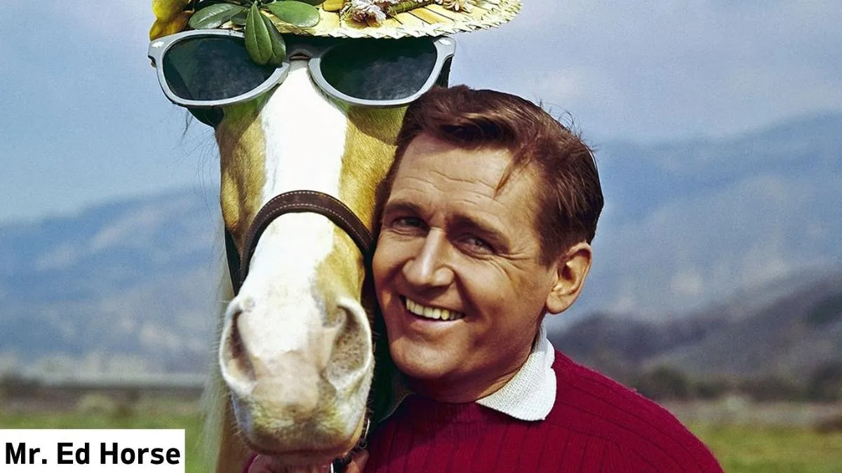 Famous Horses In History Mr. Ed Horse, Mr. Ed Horse, Mr. Ed Horse details, Mr. Ed Horse photo, Mr. Ed Horse information