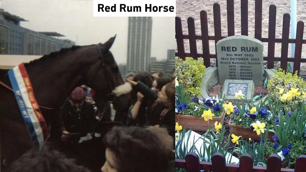 Famous Horses In History Red Rum Horse, Red Rum Horse, Red Rum Horse History, Red Rum Horse Meta Description