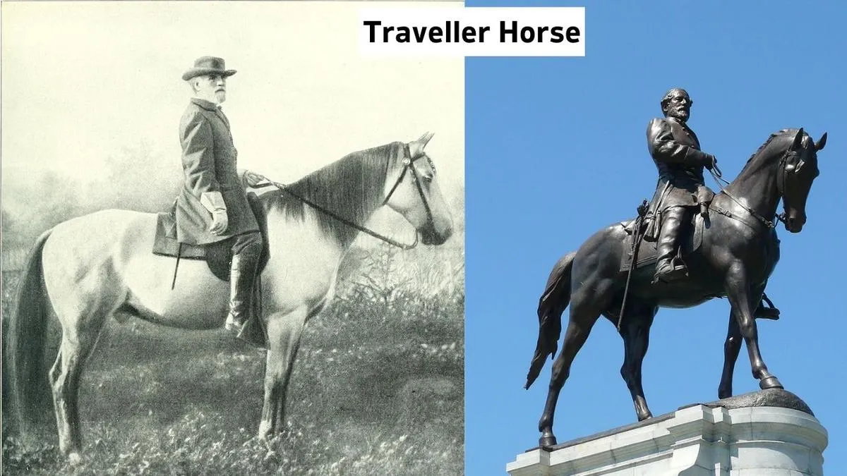 Famous Horses In History Traveller Horse, Traveller Horse why popular, Traveller Horse history, Traveller Horse meta description
